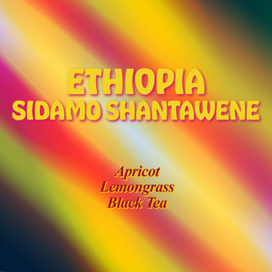 Ethiopia Sidamo Shantawene